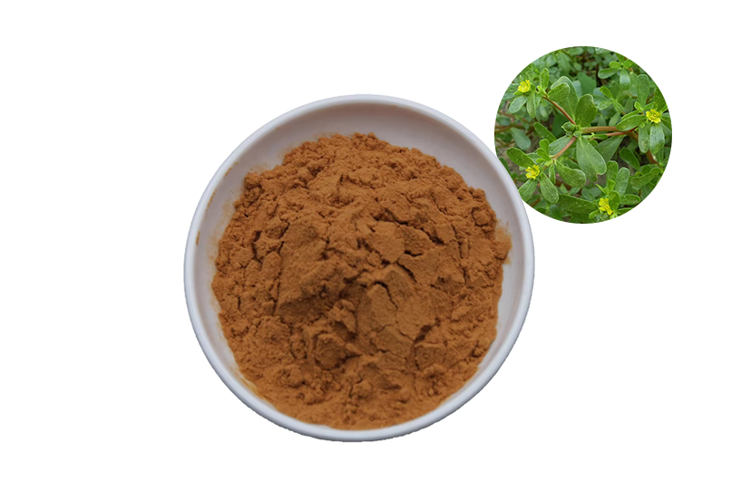 Portulaca Oleracea Extract